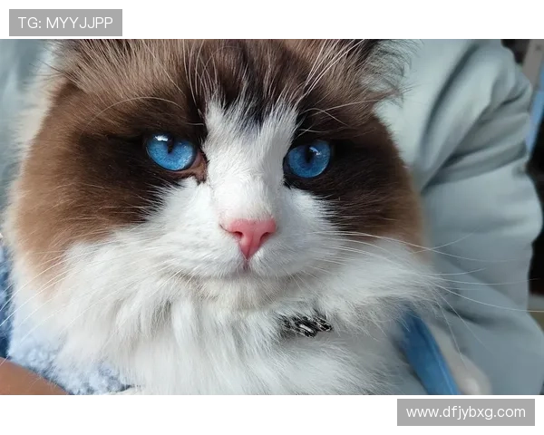 足球球星宠物猫品种揭秘：明星球员们偏爱的猫咪种类与养宠心得